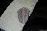 Very Large And Inflated Flexicalymene Trilobite #493-5